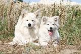 CHIEN FINNOIS DE LAPONIE 218